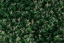 Follaje artificial para jardin vertical tipo White Boxus
