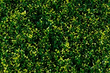 Follaje artificial para jardin vertical tipo Yellow Boxus