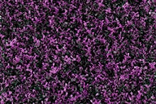 Follaje artificial para jardin vertical tipo Purple Boxus