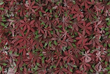 Follaje artificial para jardin vertical tipo Red Maple