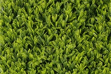 Follaje artificial para jardin vertical tipo Fern