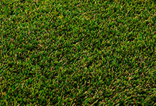Pasto para Canchas de Americano